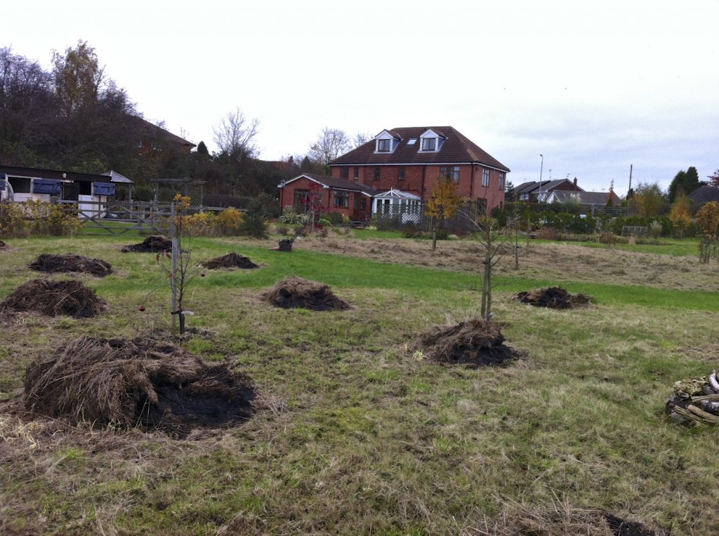 Cuttings in the wildflower meadow awaiting burning.