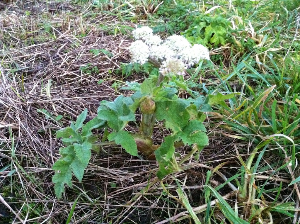 Cow Parsley in flower, despite in being mid-January.