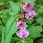 The Himalayan Balsam problem