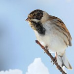 Reed bunting becomes 37th visitor