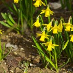 Despite the storms, Spring is beginning to appear