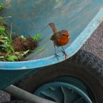 The robin - a gardener's companion