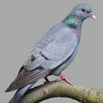 Stock Dove added to list of identified birds