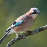 Jay becomes the 40th bird species to visit Bracken House