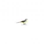 Grey wagtail becomes 43rd bird species to visit