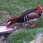 Mandarin brings some colour to the pond